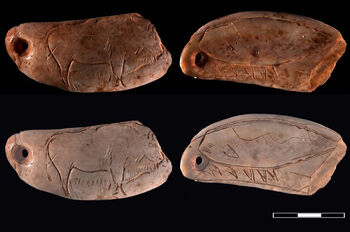 Tooth of a sperm whale with an engraving of a bison on one side and an engraving of a whale on the other side (two different photographs of the same object). The artistically adorned object likely had symbolic value and was used as a pendant. Approximately 17,000 years old. Las Caldas (Asturias, Spain).