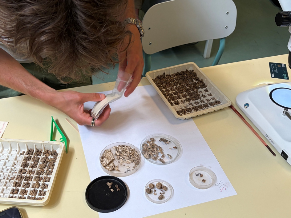 A DC student in the top left corner is taking a sample out of a small plastic bag. In front of him are several trays with other samples. To the right side of him is a microscope.