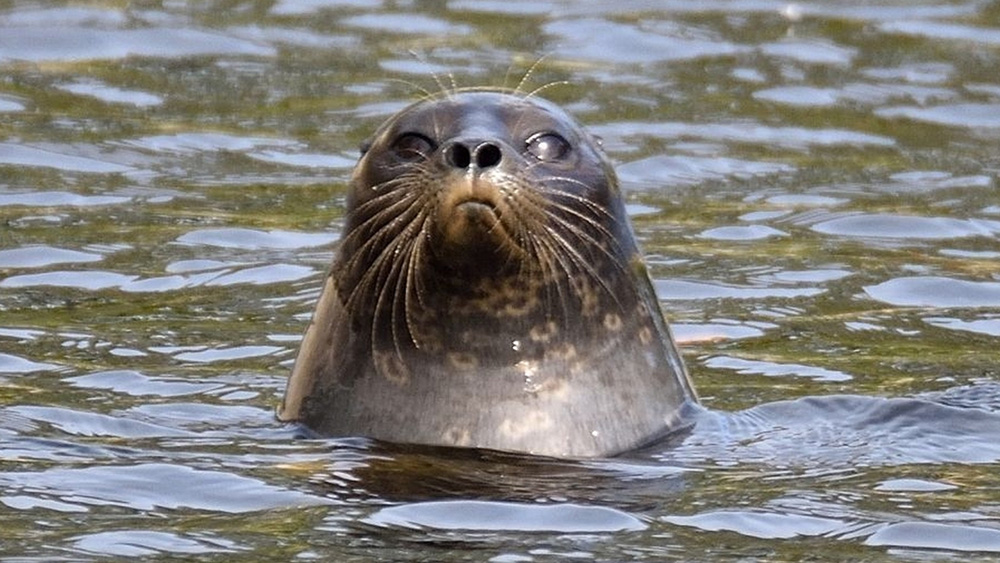 Seal peeking out of the water